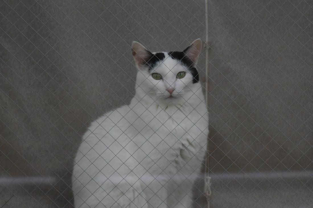 桜はまだ早かった〜 メジロ ジョウビタキ_f0053272_22403979.jpg