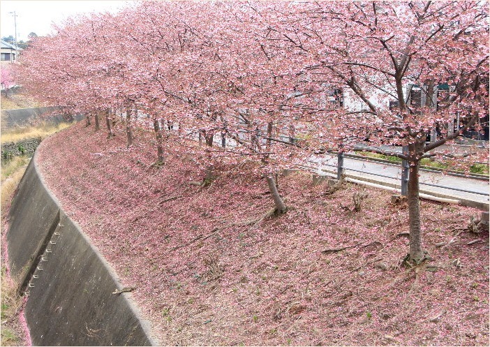 ☆　さくら　1（掛川桜）　☆_f0181173_01231369.jpg