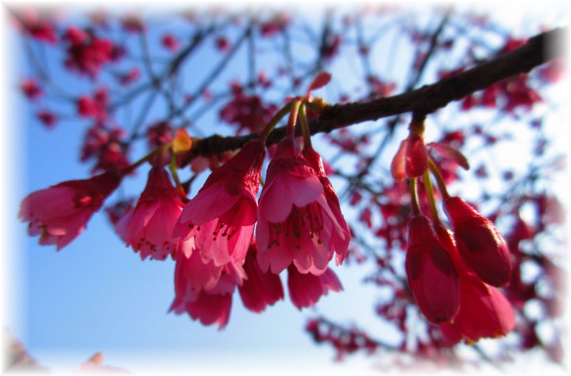 ソメイヨシノが咲く前に…♪_d0175974_19561629.jpg