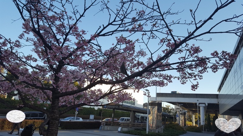 街中の咲きかけの桜の木に小鳥が一羽　_e0254682_10555765.jpg