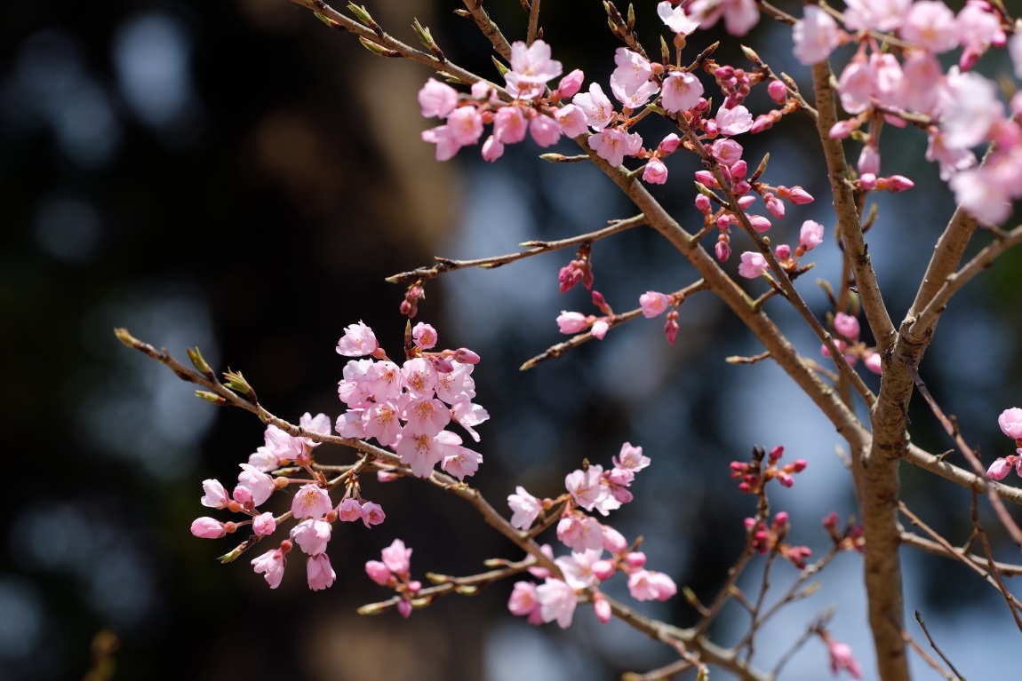 枝垂れ桜　水戸市「六地蔵寺」　２０１７・０４・０２_e0143883_16331975.jpg