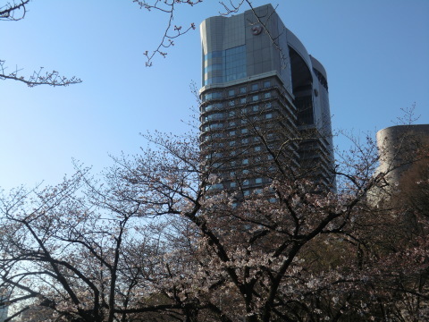 大阪城桃園情報＆淀川桜街道試走_b0176192_14394842.jpg