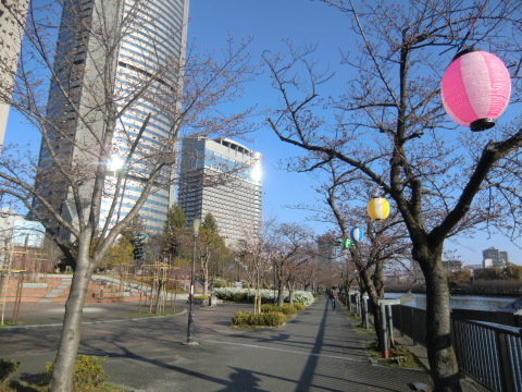 大阪城桃園情報＆淀川桜街道試走_b0176192_14403259.jpg