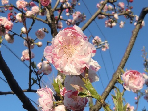 大阪城桃園情報＆淀川桜街道試走_b0176192_14413604.jpg