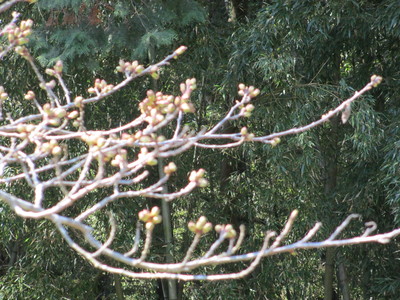 a0206695_148411.jpg