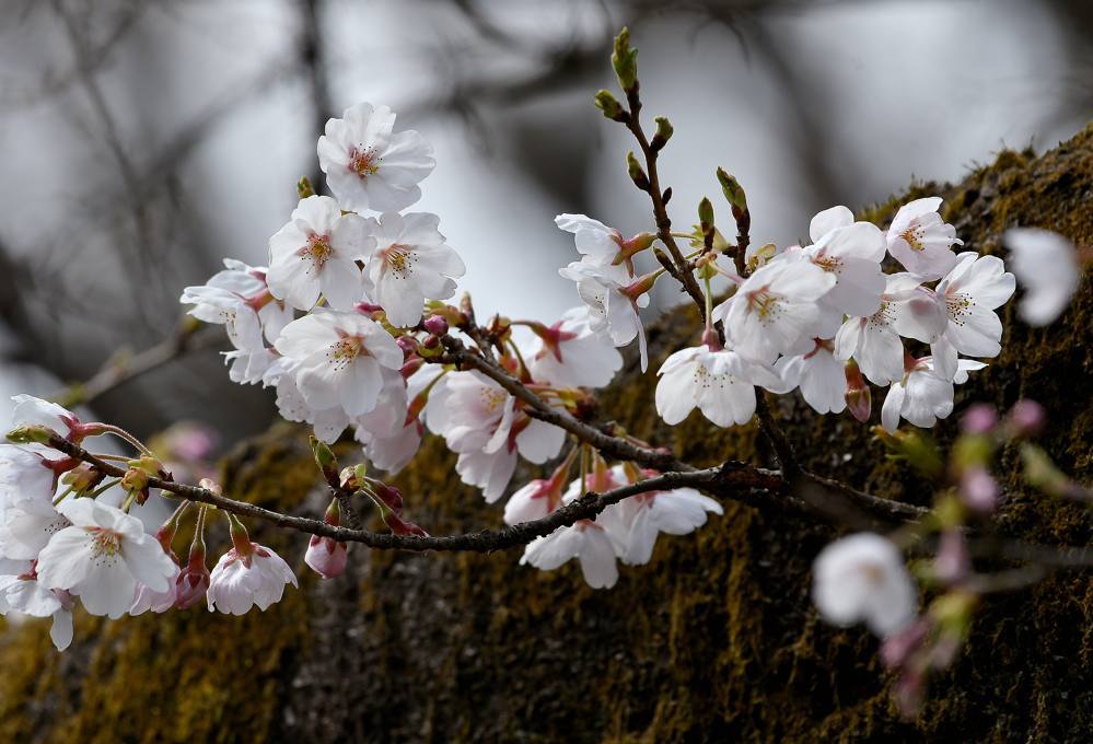 桜の季節_c0315700_17171180.jpg