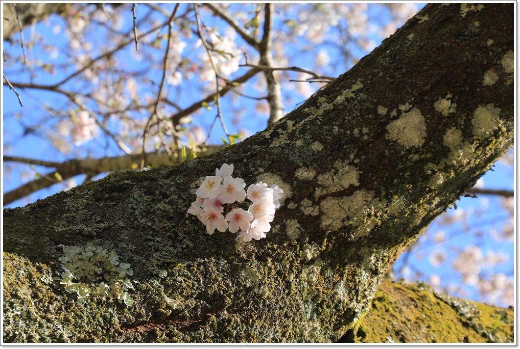 桜の咲いていない「お節句」_a0057905_17413933.jpg