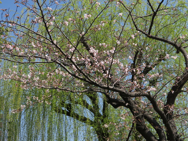 a0210108_21532480.jpg