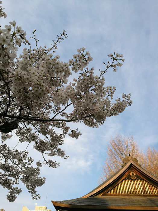 靖国神社の桜_c0114110_22114334.jpg