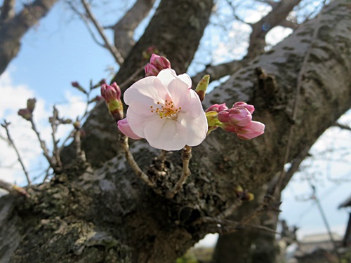 桜は..._f0060310_7452351.jpg