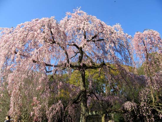 出水のしだれ桜満開　京都御苑_e0048413_17515362.jpg