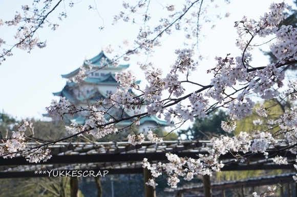 名古屋城の桜 〜名古屋なんて、だいすき〜_d0348118_10203678.jpg