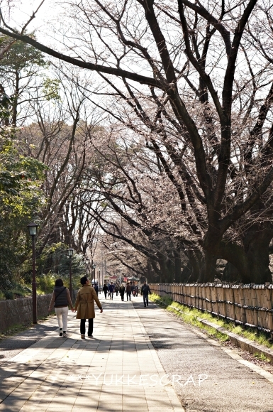 名古屋城の桜 〜名古屋なんて、だいすき〜_d0348118_10212559.jpg