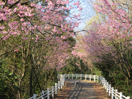 青空と桜_b0324422_13541088.jpg