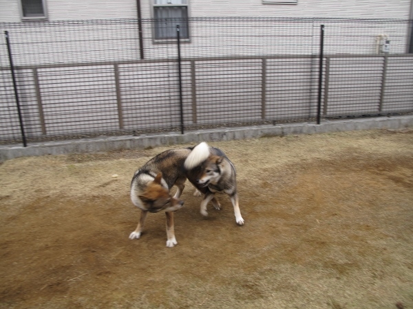 f0143123_09514149.jpg