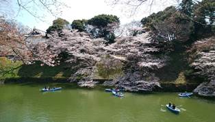 ☆桜満開まで目前☆_c0109726_14132058.jpg