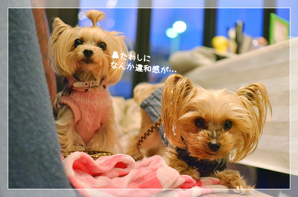 d0179828_06532037.png