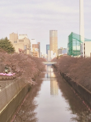 本日の目黒川の桜_f0234628_10323239.jpg