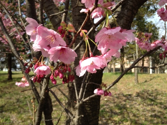 さくらまつり in 阿見町_b0337729_20172626.jpg