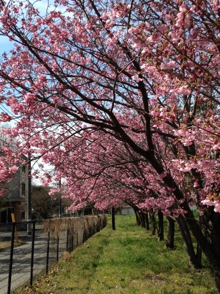 さくらまつり in 阿見町_b0337729_20180453.jpg