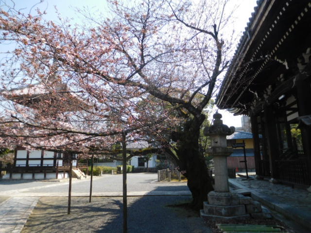 京都桜情報2017　04/03_d0106134_21314524.jpg