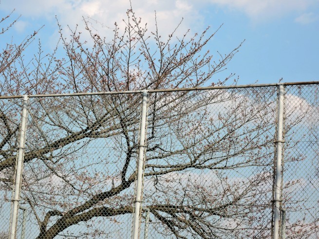 桜が咲き始めました。_e0216436_19560186.jpg