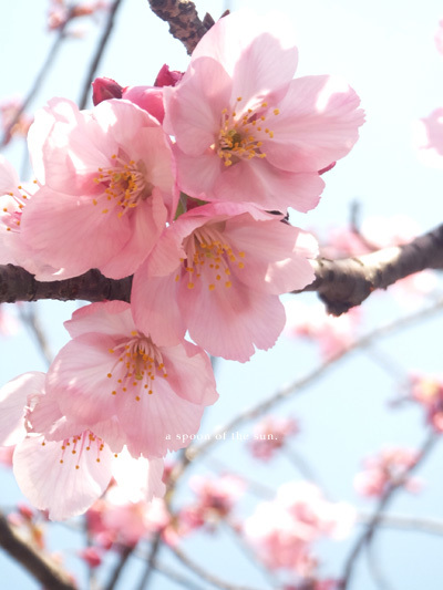 上野恩賜公園の桜_c0096542_17113832.jpg