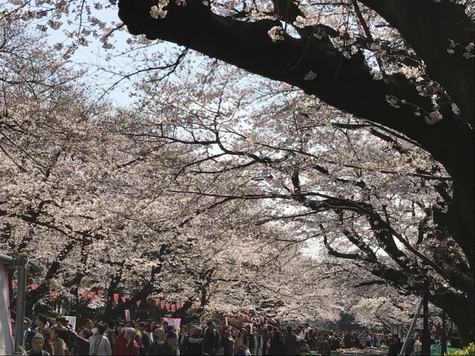 桜満開ですね❁_f0140343_15244316.jpg