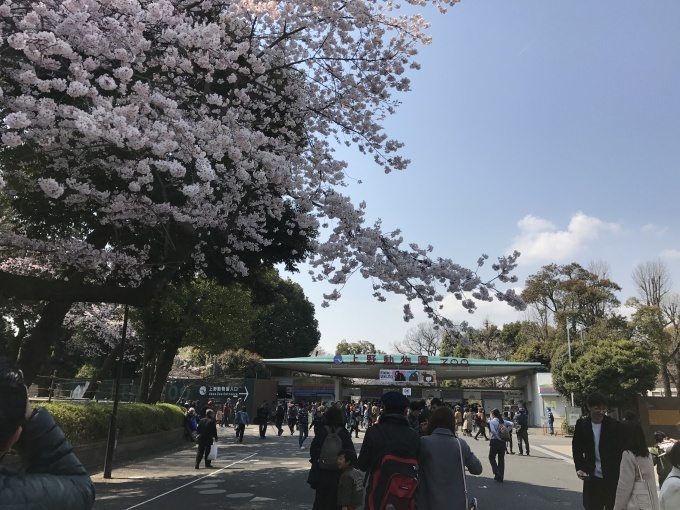桜満開ですね❁_f0140343_15261038.jpg