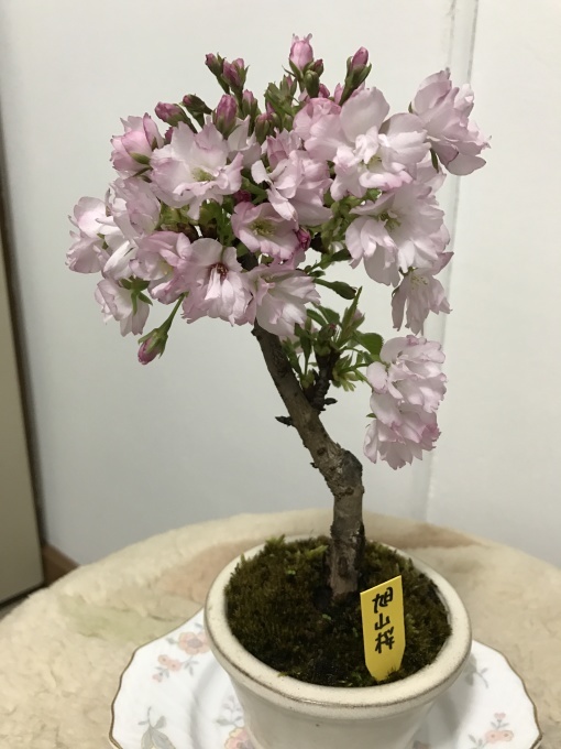 桜満開ですね❁_f0140343_15263217.jpg