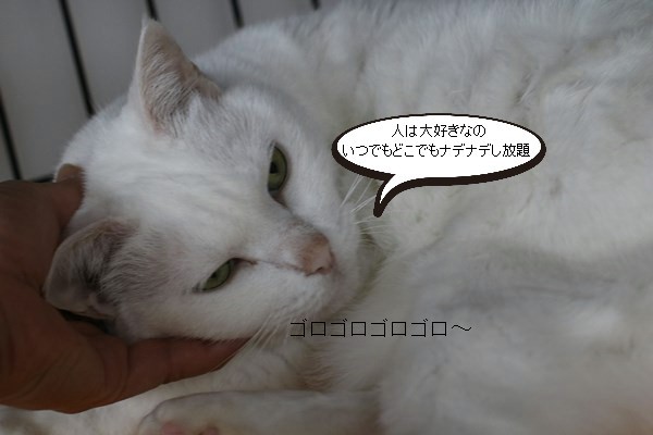 ハードルが高い猫さん達・・・_e0151545_21034382.jpg