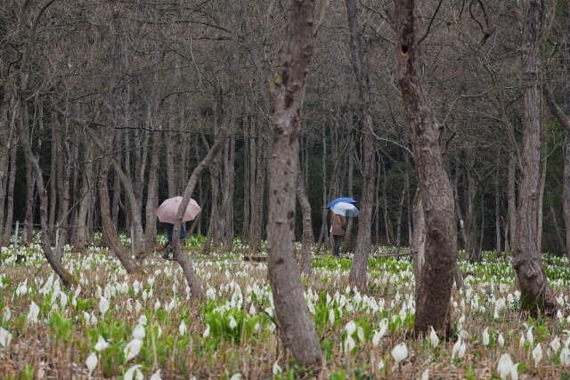 2017/4/2　花散歩。五泉の水芭蕉園_b0189948_2091121.jpg