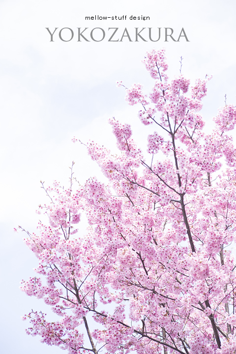 陽光桜_d0124248_22144455.jpg