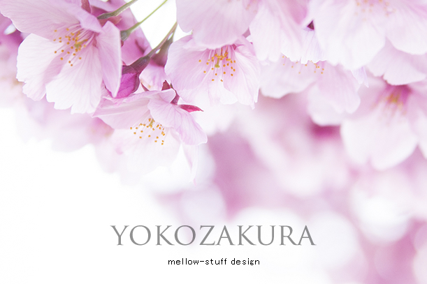 陽光桜_d0124248_22145778.jpg