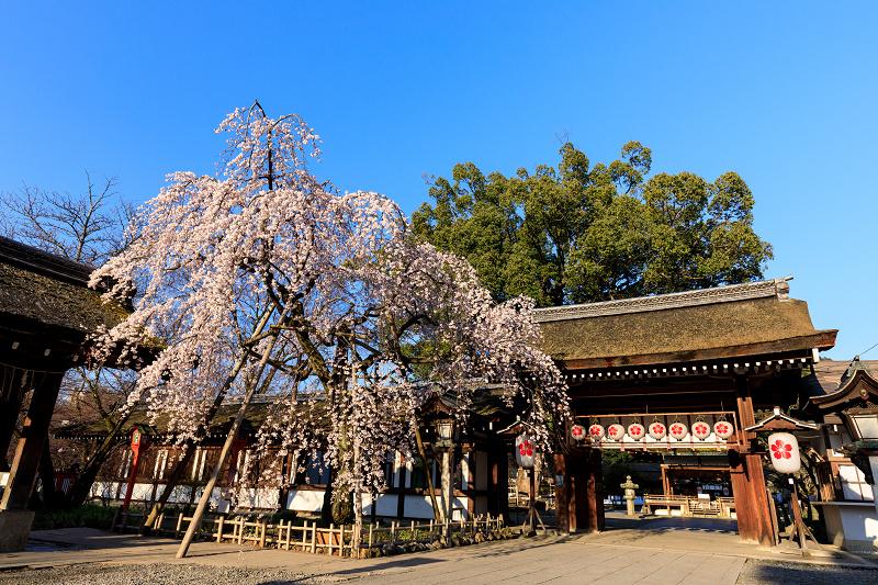 京都の桜2017 魁！平野神社_f0155048_20551711.jpg