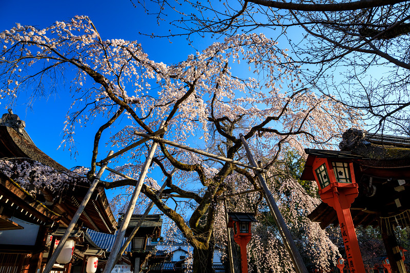 京都の桜2017 魁！平野神社_f0155048_20561886.jpg