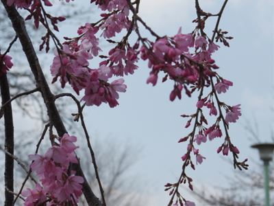 駅ハイ・真岡の一万本桜まつり_b0220251_19285874.jpg