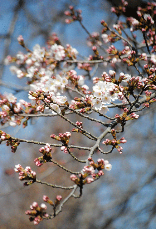 4月3日 咲きはじめのソメイヨシノとヤナギの芽吹き_a0001354_22573299.gif