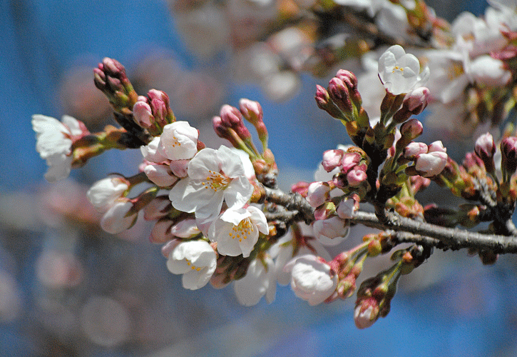 4月3日 咲きはじめのソメイヨシノとヤナギの芽吹き_a0001354_22574121.gif