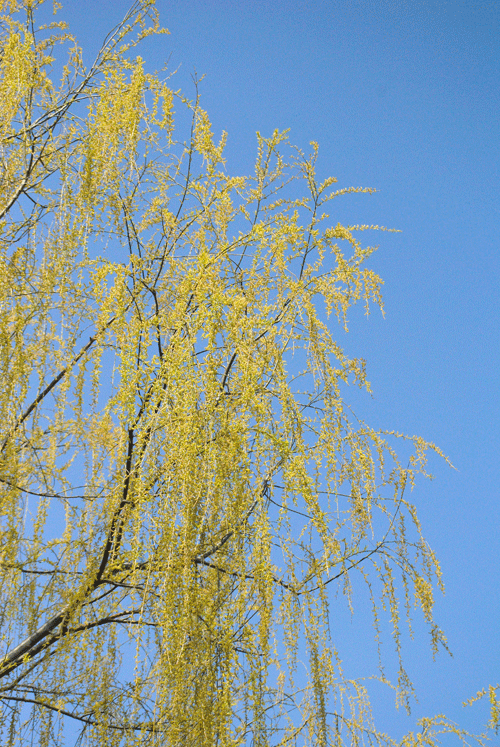 4月3日 咲きはじめのソメイヨシノとヤナギの芽吹き_a0001354_23003556.gif