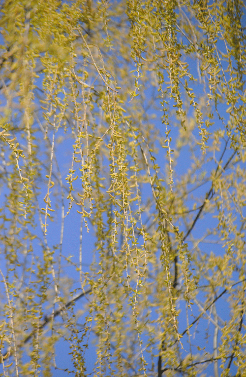 4月3日 咲きはじめのソメイヨシノとヤナギの芽吹き_a0001354_23004679.gif