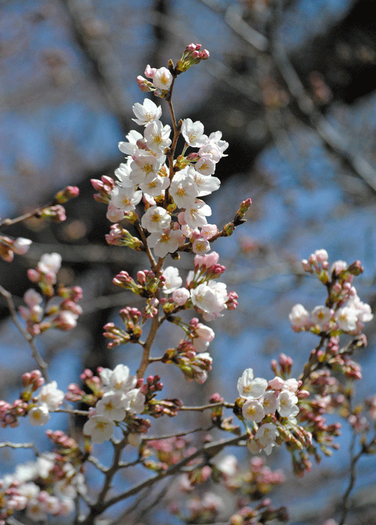 4月3日 咲きはじめのソメイヨシノとヤナギの芽吹き_a0001354_23013412.gif