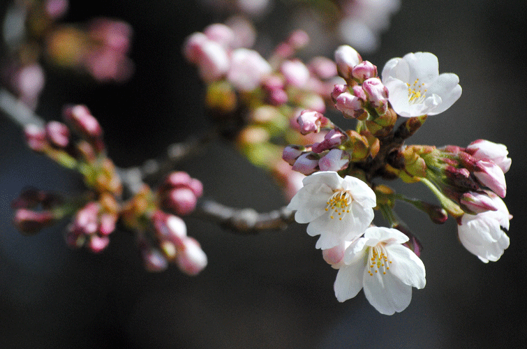 4月3日 咲きはじめのソメイヨシノとヤナギの芽吹き_a0001354_23015242.gif