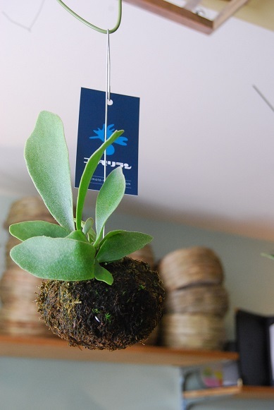 入荷の植物たち_a0201358_14503170.jpg