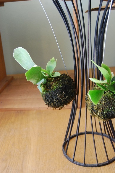 入荷の植物たち_a0201358_14505026.jpg