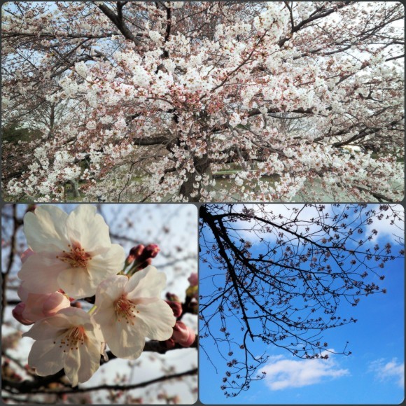 ４月３日　近場で桜ハンターＺ  コダヌキ公園・水元公園_b0306158_17225589.jpg