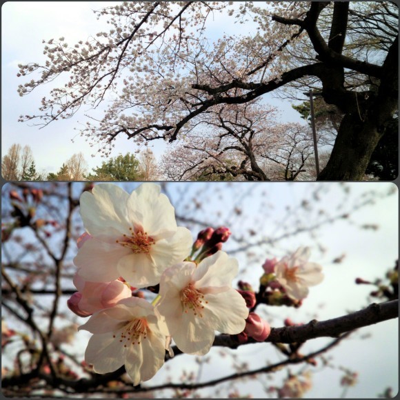 ４月３日　近場で桜ハンターＺ  コダヌキ公園・水元公園_b0306158_17244050.jpg