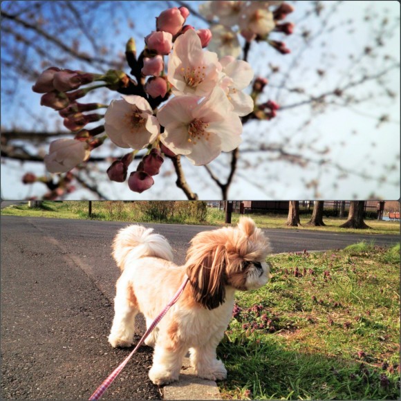 ４月３日　近場で桜ハンターＺ  コダヌキ公園・水元公園_b0306158_17250996.jpg