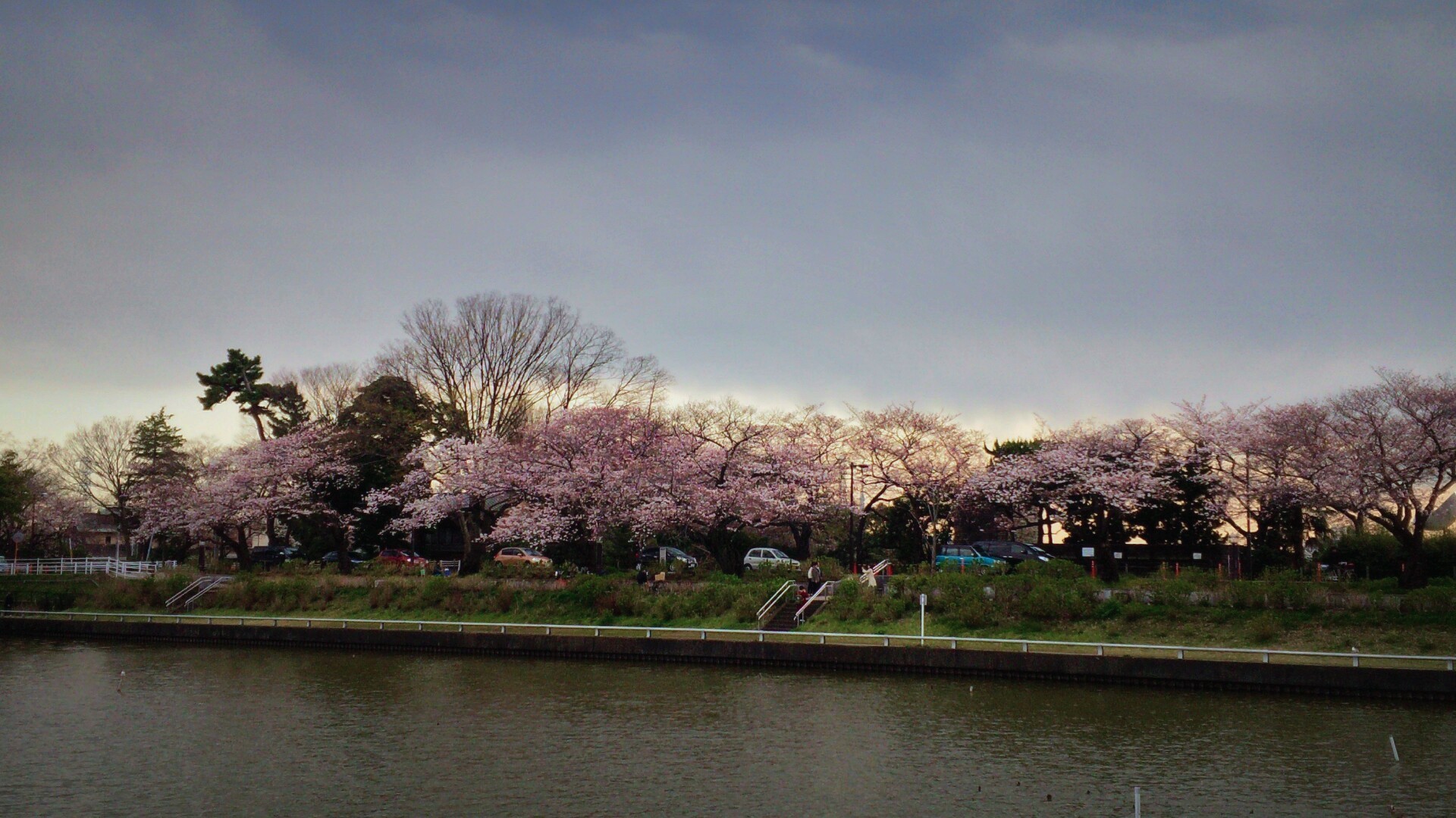 ４月３日　近場で桜ハンターＺ  コダヌキ公園・水元公園_b0306158_17335075.jpg