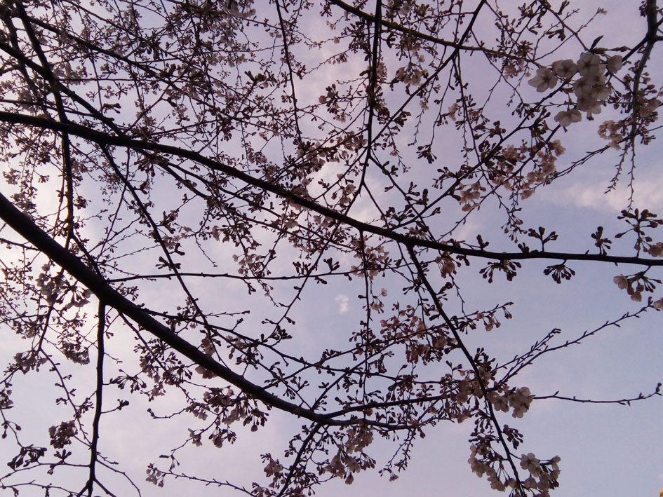 c0299360_138406.jpg